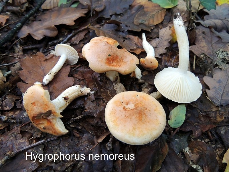 Hygrophorus nemoreus-amf946.jpg - Hygrophorus nemoreus ; Syn: Hygrophorus pratensis var.nemoreus ; Nom français: Hygrophore des bois